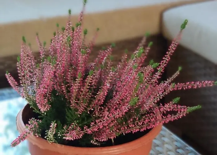 Dom Sielski W Gorach Stolowych Nyaraló *